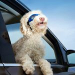 Tierischer Beifahrer Was Wäre WePositive Psychologie Positive Psychologie
