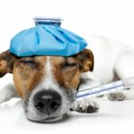 Hundewelpen für mehr Glück