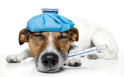 Hundewelpen und Positive Psychologie: 3 Tipps