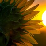 Illustration zu Meliotropismus: eine Sonnenblume wendet sich einem warmen Sonnenaufgangs-Gradienten zu, weg von der kleinen, blassen Sonne, Symbol für die Ausrichtung zum Besseren in der Positiven Psychologie.